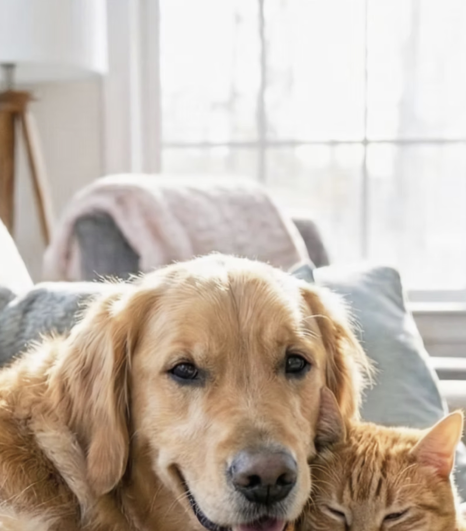 A golden retriever and a ginger cat resting together on a sofa